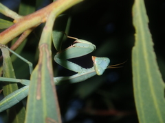 Trachymantis dentifrons