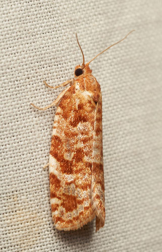 iNaturalist observation photo of Archipini