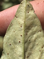 Uromyces viciae-fabae