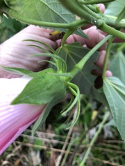Hibiscus moscheutos