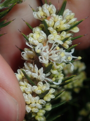 Hakea costata
