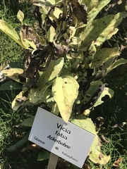 Uromyces viciae-fabae