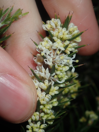 Image of Hakea costata by (c) Thomas Mesaglio, some rights reserved (CC BY)