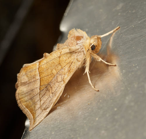 iNaturalist observation photo of Owlet Moths and Allies