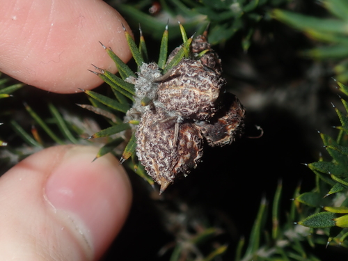 Image of Hakea costata by (c) Thomas Mesaglio, some rights reserved (CC BY)