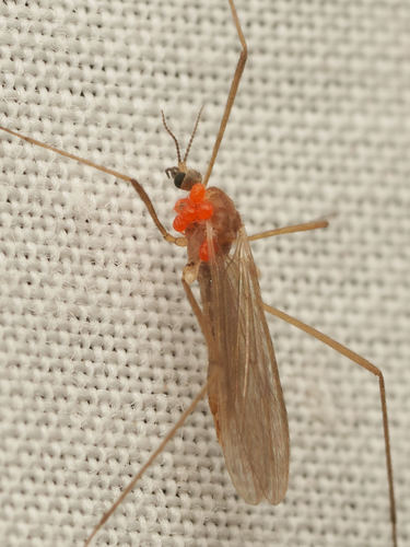 iNaturalist observation photo of Limoniid Crane Flies