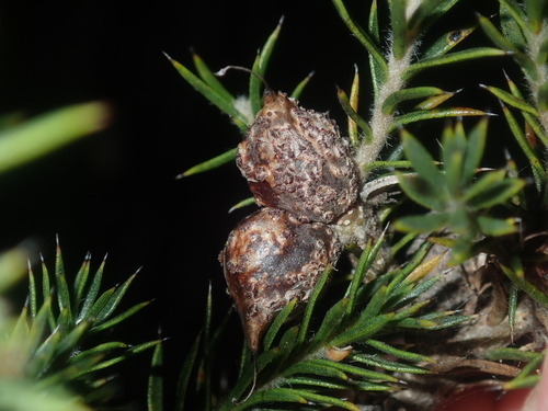 Image of Hakea costata by (c) Thomas Mesaglio, some rights reserved (CC BY)