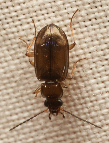 iNaturalist observation photo of Beetles