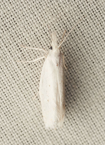 iNaturalist observation photo of Butterflies and Moths