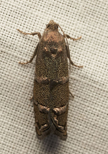 iNaturalist observation photo of Cydia