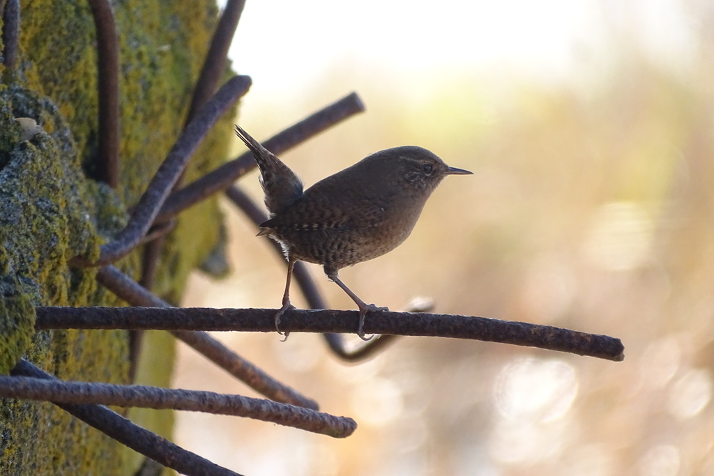 Eurasian Wren from Kuril'skiy rayon, RU-SL, RU on October 25, 2021 at ...
