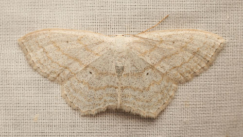 iNaturalist observation photo of Scopula