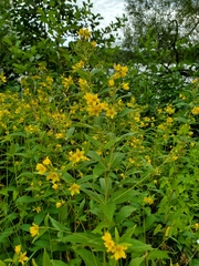 Lysimachia vulgaris