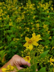 Lysimachia vulgaris