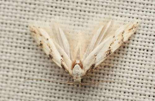 iNaturalist observation photo of Butterflies and Moths