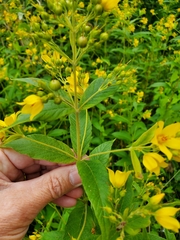 Lysimachia vulgaris