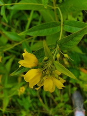 Lysimachia vulgaris