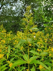 Lysimachia vulgaris