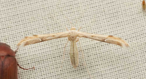 iNaturalist observation photo of Platyptiliini