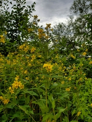 Lysimachia vulgaris