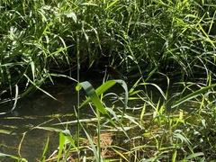 Calopteryx xanthostoma
