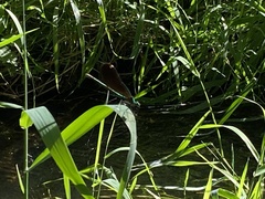 Calopteryx xanthostoma