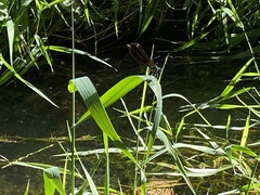 Calopteryx xanthostoma