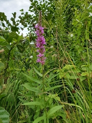 Lythrum salicaria