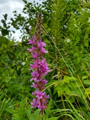 Lythrum salicaria