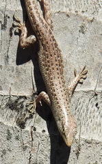 Lamprolepis smaragdina