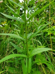 Lythrum salicaria