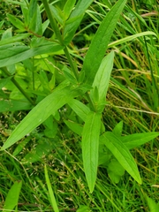 Lythrum salicaria