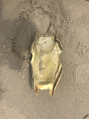 Beringraja binoculata