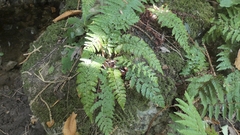 Polystichum setiferum