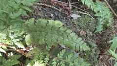 Polystichum setiferum