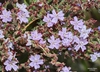 Cape Sea-Lavender - Photo (c) Edwin Dwyer, some rights reserved (CC BY-NC), uploaded by Edwin Dwyer