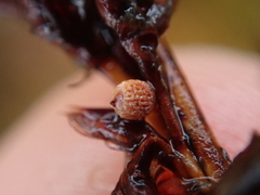 Machaerina teretifolia