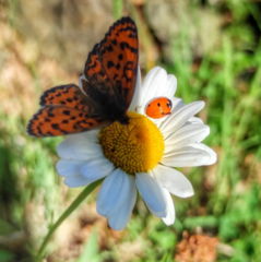 Melitaea trivia
