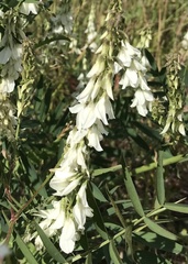 Galega officinalis