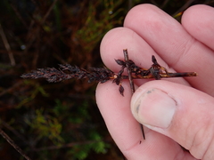 Machaerina teretifolia