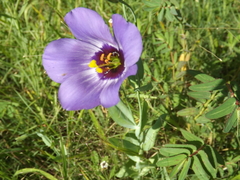 Eustoma