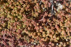 Mesembryanthemoideae