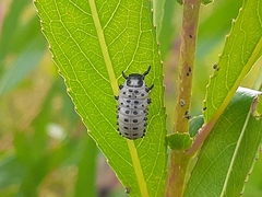 Chrysomela vigintipunctata