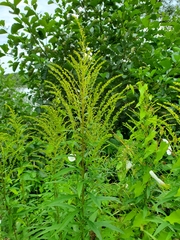 Solidago