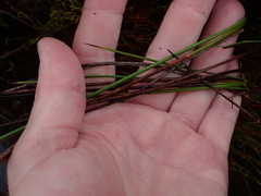 Machaerina teretifolia