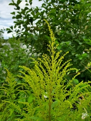 Solidago
