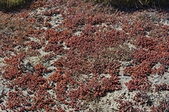 Mesembryanthemoideae