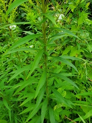 Solidago
