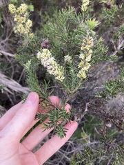 Hakea costata