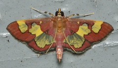 Colomychus talis